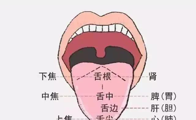身体好不好，舌头全知道